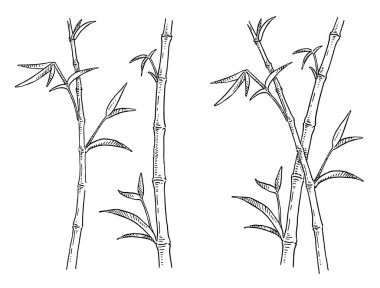 Yapraklı bambu ağaçları. Vintage oyma. Beyazda izole edilmiş