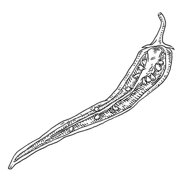 半胡椒辣椒。古埃及孵化器黑色插图. — 图库矢量图片
