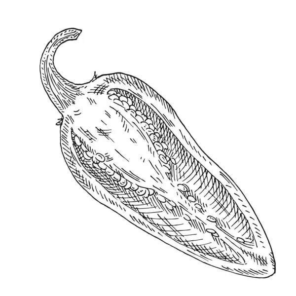 Un demi jalapeno au poivre. Vintage vecteur d'éclosion illustration noire. — Image vectorielle