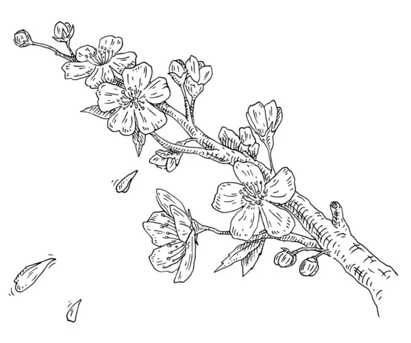 Flor de Sakura. Ramo de cereja com flores e broto. Pétalas caindo . —  Vetores de Stock