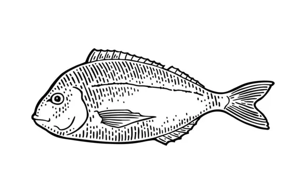 Peixe Fresco Dorada Vector Gravura Preta Ilustrações Vintage Isolado Sobre — Vetor de Stock