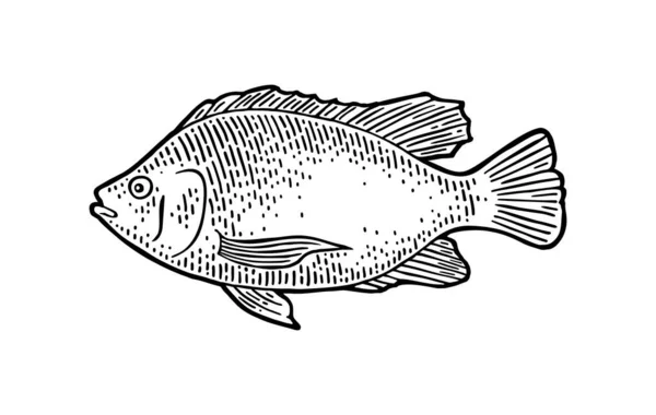 Całe Świeże Ryby Tilapia Ręcznie Rysowany Projekt Wektor Czarny Grawerowanie — Wektor stockowy