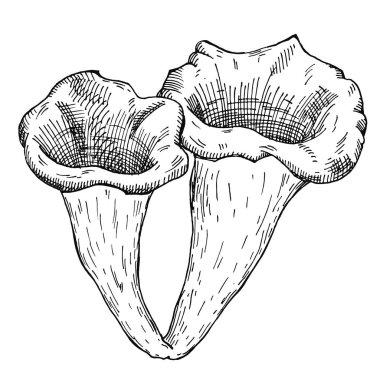 Siyah trompet büyüyor. Beyaz arkaplanda izole edilmiş vintage vektör monokrom yumurtadan çıkma illüstrasyonu. Etiket, poster ve ağ için el çizimi tasarım ögesi