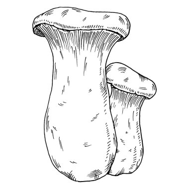 Büyüyen iki kral trompeti. Beyaz arkaplanda izole edilmiş vintage vektör monokrom yumurtadan çıkma illüstrasyonu. Etiket, poster ve ağ için el çizimi tasarım ögesi