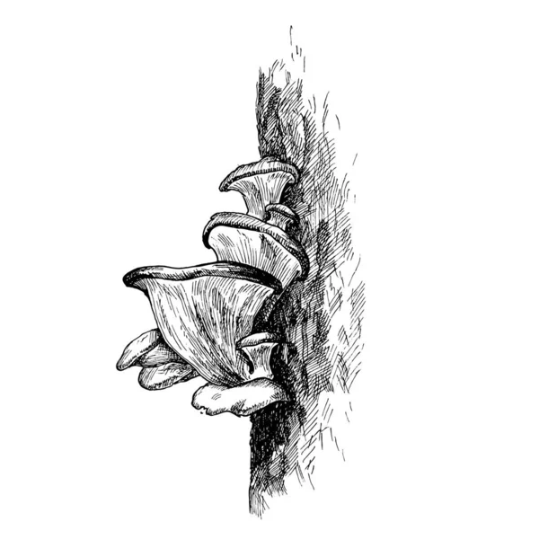 Ostrygi Grzybowe Rosnące Leśnej Dzikiej Przyrodzie Vintage Wektor Monochromatyczne Wylęgu — Wektor stockowy