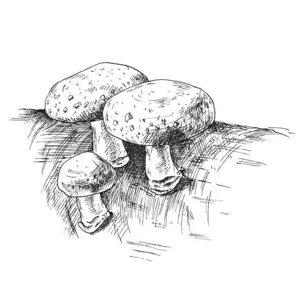 生长在野生动物体内的蘑菇芝麻 在白色背景上孤立的古埃及矢量单色孵化插图 手绘标签 招贴画和网页设计图 — 图库矢量图片