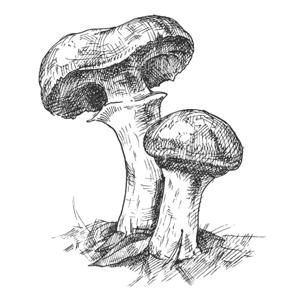 Suillus Funghi Che Crescono Nella Fauna Selvatica Illustrazione Tratteggio Monocromatica — Vettoriale Stock