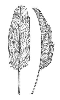 Yaprak muz palmiyesi. Siyah monokrom resimli klasik vektör oyması. Beyaz arka planda izole edilmiş. El çizimi tasarım mürekkebi