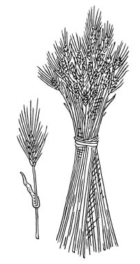 Kulak ve bir demet arpa. Beyaz arka planda izole edilmiş. Klasik vektör monokrom oymacılığı. El çizimi tasarım ögesi
