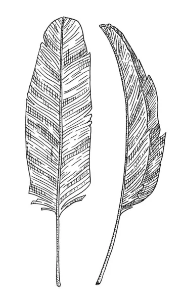 Yaprak Muz Palmiyesi Siyah Monokrom Resimli Klasik Vektör Oyması Beyaz — Stok Vektör