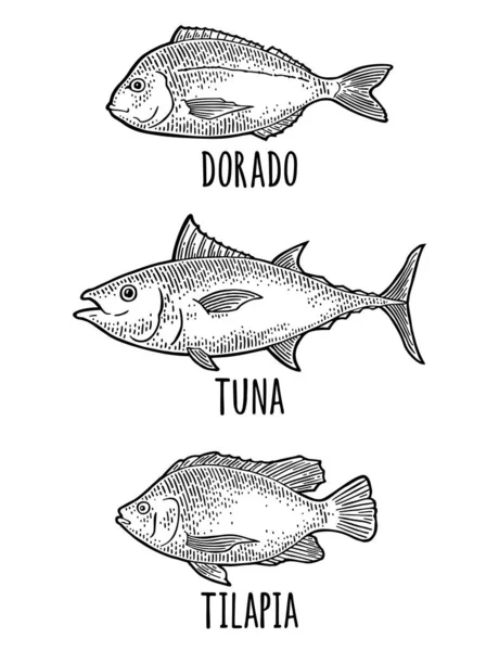 Tilapia Poisson Frais Entier Dorado Thon Design Dessiné Main Gravure — Image vectorielle