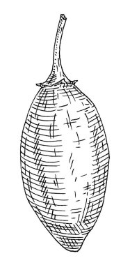 Baobab meyvesi. İşleme vektörü siyah vintage illüstrasyon beyaz üzerine izole