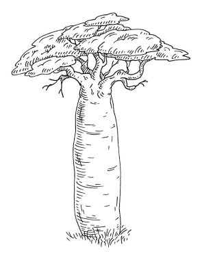 Yapraklı Baobab ağacı. Vintage oymacılığı beyaza izole edildi