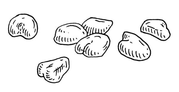 Семена баобаба. Векторная черная винтажная иллюстрация, изолированная на белом