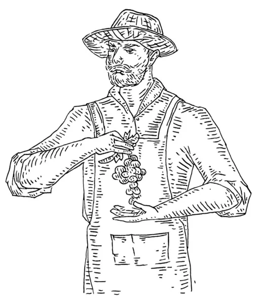 Muž držící hrozny. gravírování černé vinobraní ilustrace — Stockový vektor