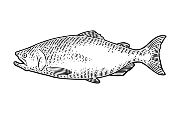 Whole Fresh Fish Salmon Hand Drawn Design Vector Black Engraving — Stock Vector