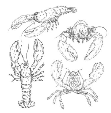 Farklı pozlarda ıstakoz beyaz arka planda izole edilmiş. Klasik kuluçkaya yatma vektörü tek renkli siyah çizim. Beyaz arka planda izole edilmiş. Grafik biçiminde el çizimi tasarımı.