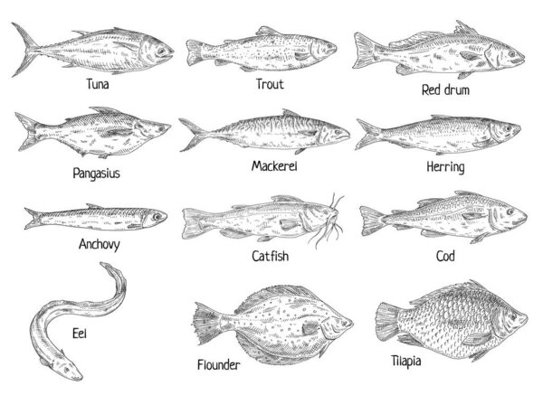 Type different fish isolated on white. Red drum, anchovy, catfishfish, cod, flounder, herring, mackerel, pangasius, tilapia, trout, tuna, ell. Vintage hatching vector monochrome black illustration