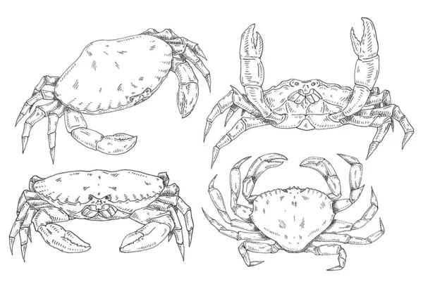 Crab Different Pose Isolated White Background Vintage Hatching Vector Monochrome — Vetor de Stock