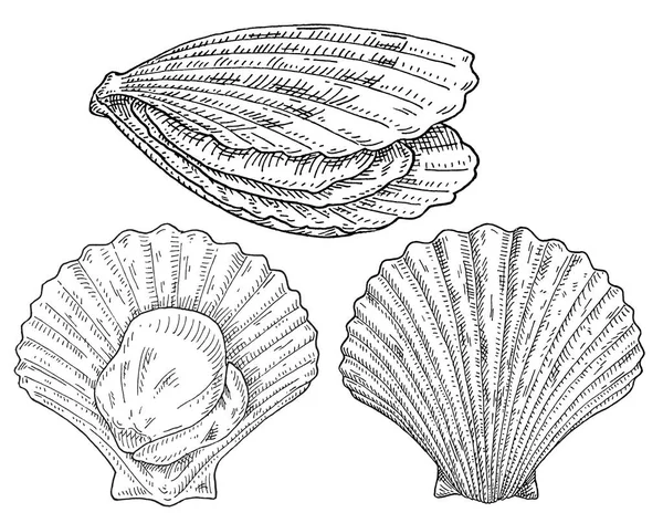 Coquille Saint Jacques Sous Différents Angles Gravure Vectorielle Vintage Monochrome — Image vectorielle