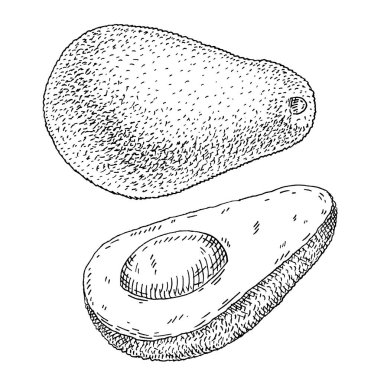 Tohumlu tam ve yarım avokado. renk vintage kuluçkaya yatma illüstrasyonu