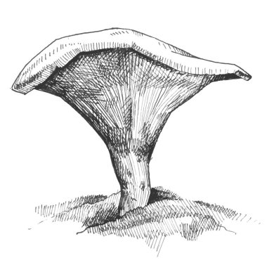 Chanterelle ormandaki vahşi hayatta. Klasik monokrom kuluçkaya yatma illüstrasyonu