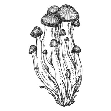 Mantar shimeji. Vintage vektör monokrom yumurtadan çıkma illüstrasyonu izole edildi