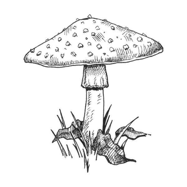 Mushroom amanita growing in forest wildlife. Vintage monochrome hatching illustration isolated — стоковый вектор