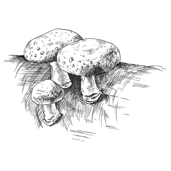 Jamur shiitake tumbuh di satwa liar. Ilustrasi penetasan monokrom vektor vintage terisolasi - Stok Vektor