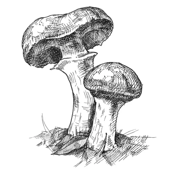 Suillus jamur tumbuh di satwa liar. Ilustrasi penetasan monokrom vektor vintage terisolasi - Stok Vektor
