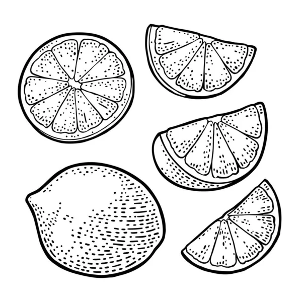 柠檬片和整个 白色背景上的孤立 矢量黑色复古雕刻插画 标签和海报的手绘制的设计元素 — 图库矢量图片