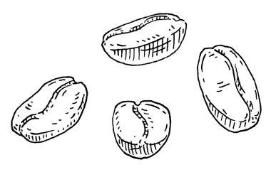 Kahve çekirdeği. El çizimi taslak tarzı. Vintage oymacılığı