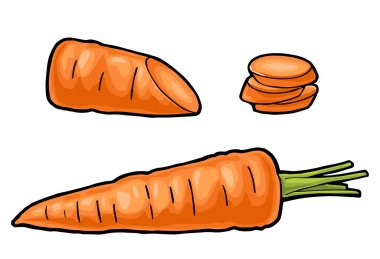 Havuç. Vektör renk klasik illüstrasyon. Beyaz arkaplanda izole