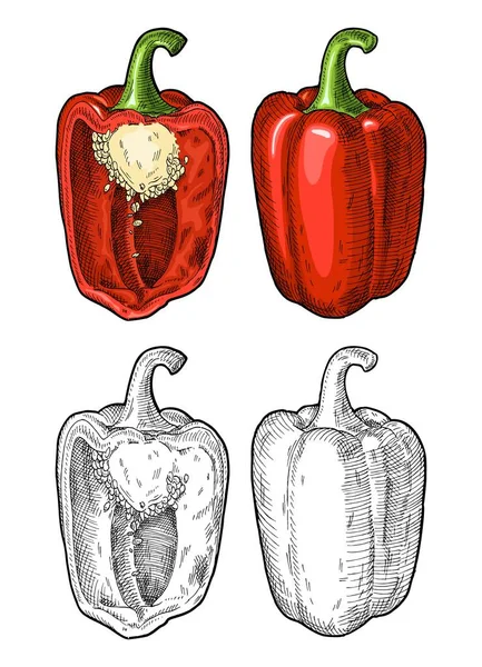 Satu setengah paprika merah manis. Ilustrasi vektor menetas vektor kuno. - Stok Vektor