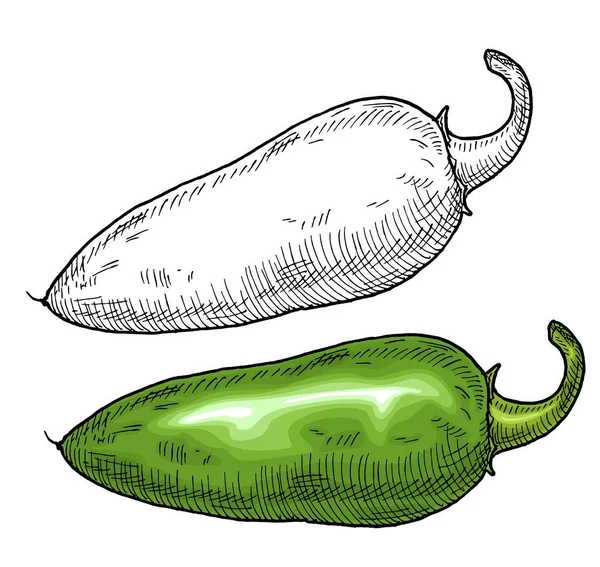 Seluruh lada jalapeno. Ilustrasi warna vektor menetas vektor kuno. - Stok Vektor