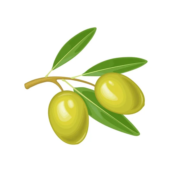 Aceitunas Rama Con Hojas Ilustración Realista Del Vector Del Color — Vector de stock