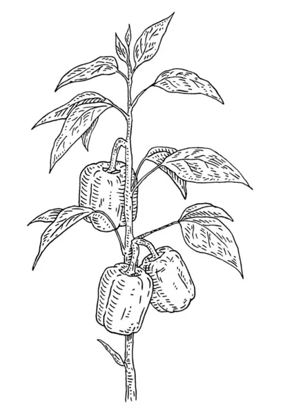 甜椒的分枝与叶子一起种植 在白色背景上孤立的古董矢量雕刻黑色手绘插图 — 图库矢量图片