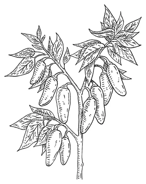 Ramo Planta Jalapeno Com Folha Pimenta Vintage Vetor Gravura Mão —  Vetores de Stock