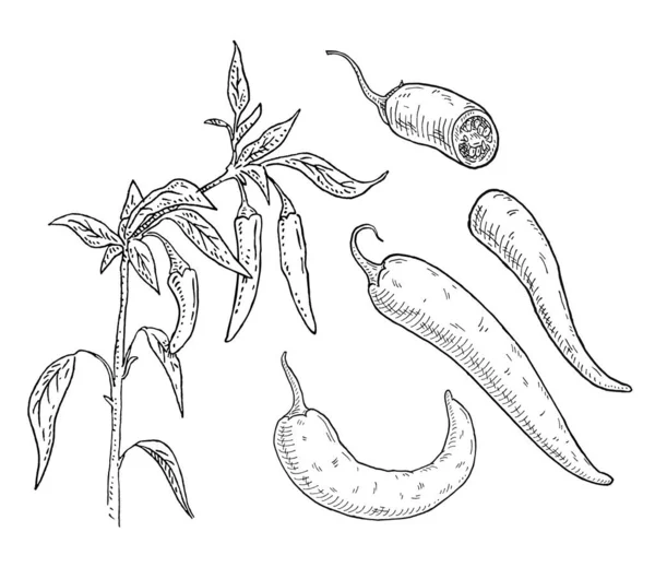 辣椒枝叶和胡椒 在白色背景上孤立的古董矢量雕刻黑色手绘插图 — 图库矢量图片