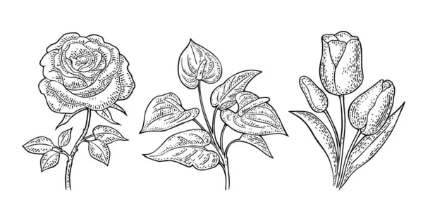 Anthurium Rosa Flor Tulipán Con Hojas Grabado Negro Ilustración Vectorial — Vector de stock