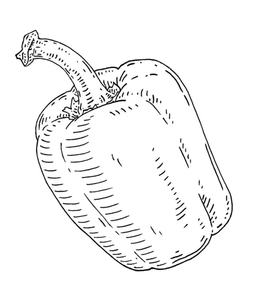 整个甜椒 老式孵化器矢量黑色插图 被白色背景隔离 手绘设计 — 图库矢量图片