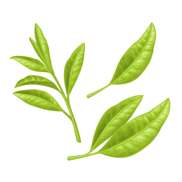 Gałąź Herbaty Liśćmi Wektor Kolor Realistyczna Ilustracja Dla Etykiety Plakat — Wektor stockowy