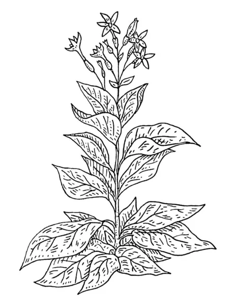 Planta Tabaco Con Hoja Flor Grabado Vintage Ilustración Negro Aislado — Archivo Imágenes Vectoriales