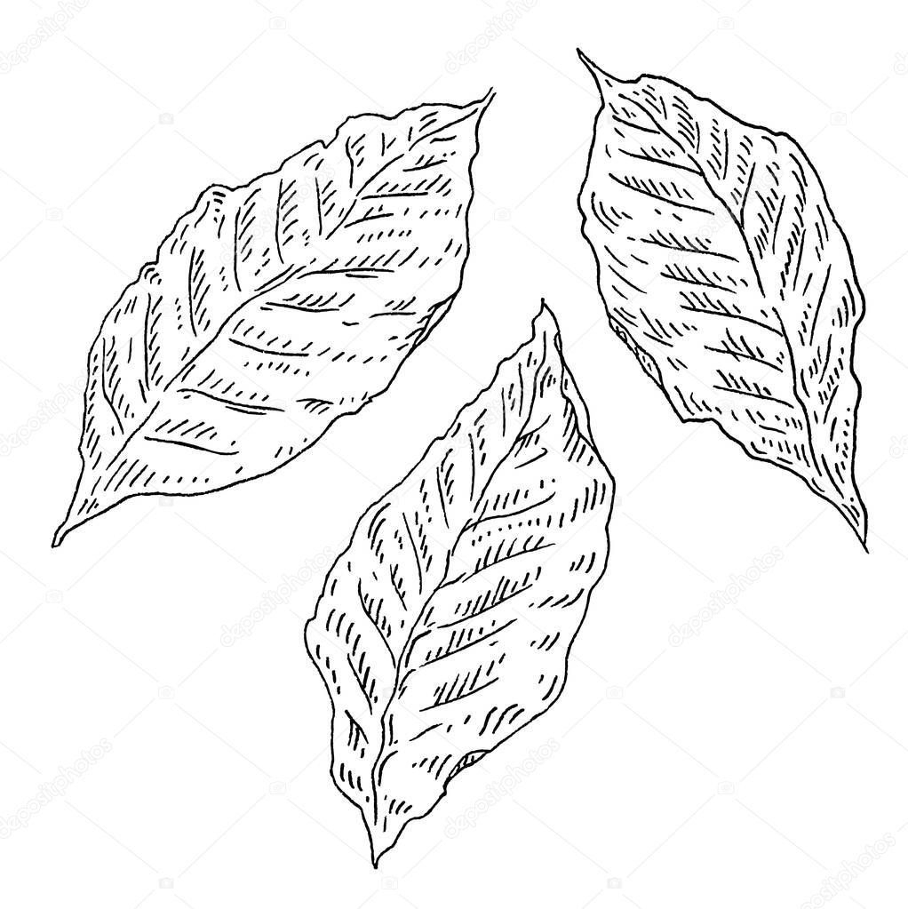 Three whole dry tobacco leaves. Vintage vector engraving black illustration. Isolated on white background. Hand drawn ink design