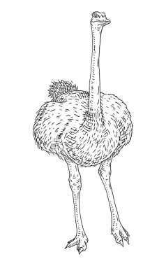 Ayakta duran devekuşu. Yan görüş. Vintage oyma siyah