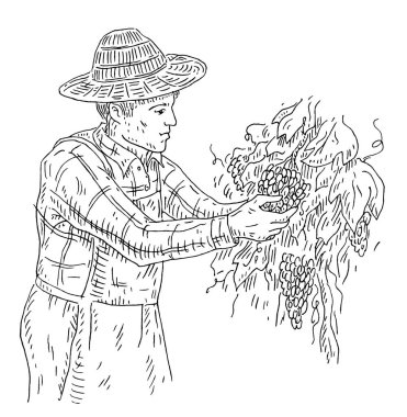 Üzüm bağındaki üzümleri toplayan adam. Siyah vintage oyma