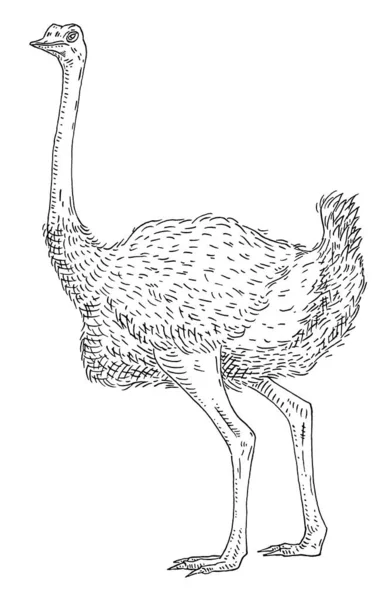 Standing ostrich. Side view. Vintage vector engraving black — Stock Vector