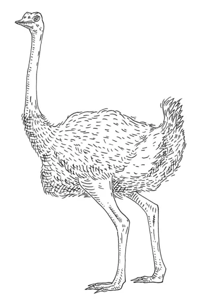 站在鸵鸟。侧视图。古埃及矢量刻黑色 — 图库矢量图片