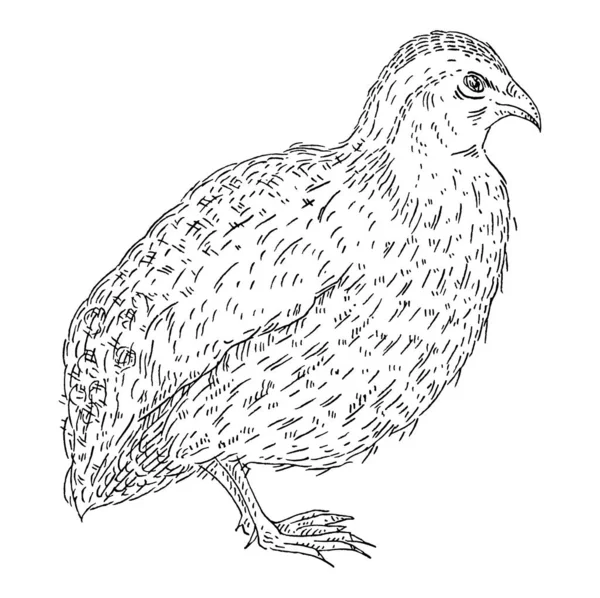 Standing quail. Vintage vector engraving black illustration. Isolated on white — Stock Vector