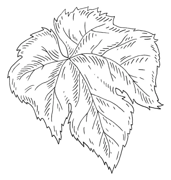 Une feuille de raisin. Gravure illustration vintage noire — Image vectorielle